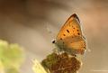 Lycaena asabinus (Anadolu Ateşgüzeli)